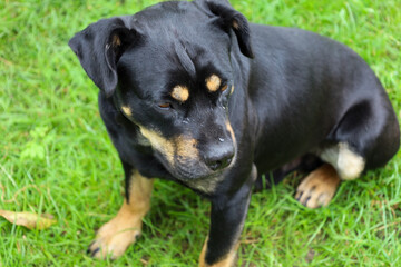 ​A cute black dog with brown markings sits on green grass, looking attentively to the side. Fresh water droplets on its face give the impression of a recent walk in the rain.