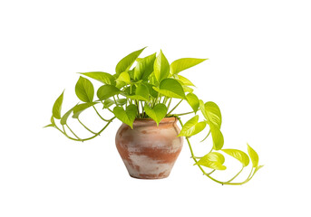 Vibrant green pothos plant in a rustic terracotta pot Isolated on transparent background