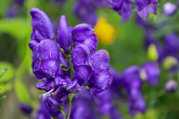 ​A close-up shows several vibrant purple aconite flowers covered in small water droplets. Their unusual shapes and intense color stand out against a blurred green background, creating a fresh and myst
