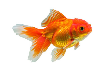 Stunning orange goldfish with exquisite fins isolated against a smooth Isolated on transparent background