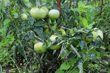 A tomato bush with large, unripe green fruits growing in a garden bed. The plant, tied to a stake, is surrounded by other greenery, creating the atmosphere of a summer garden and the anticipation of a