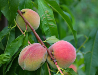 This photograph shows a branch covered with three large, nearly ripe peaches surrounded by green...