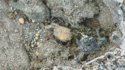 Underwater Scene Rock Pool with Marine Life