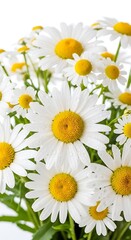 Close Up of Beautiful Daisies.
