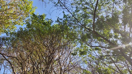 Canopy of Trees Reaching for Blue Sky
