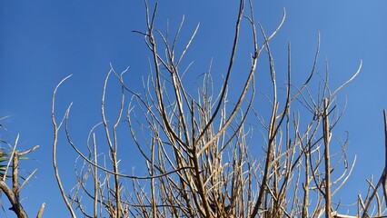 Bare Branches Against Blue Sky