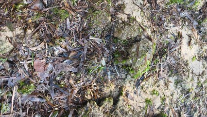 Ground-level shot of soil, debris, and vegetation, capturing natural textures and elements