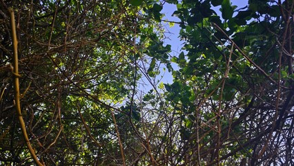 Looking Up Through the Dense Foliage of Trees