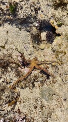 Starfish in Shallow Water