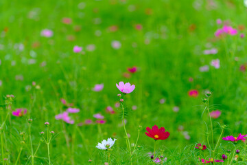秋の野原に咲くコスモスの花畑
