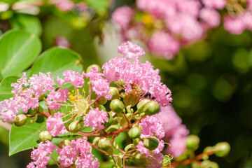 夏の庭に咲くサルスベリのピンクの花