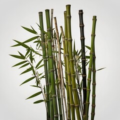 Fototapeta premium Bamboo stalks in geometric arrangement, white background.”