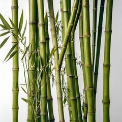 Obraz premium Bamboo stalks in geometric arrangement, white background.”