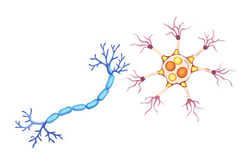 Illustration of a neuron cell body and axon