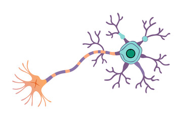 Illustration of a neuron cell with dendrites and axon