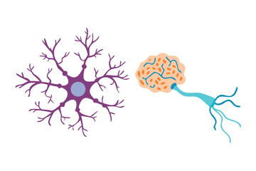 Neuron cell body and brain structure