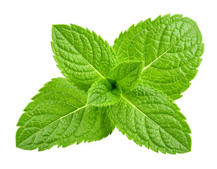 Fresh mint leaves with transparent background