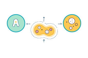 Abstract representation of cell division and reproduction with amoebalike organism