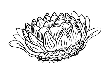 Detailed line drawing of a lotus flower