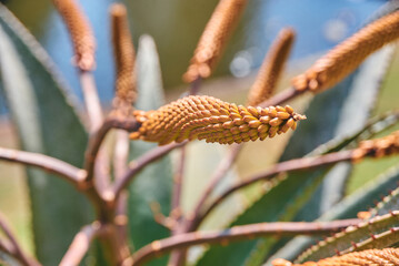 The Flat-flowered aloe (Aloe striatula) is a hardy succulent plant native to South Africa. Recognized for its flat-topped clusters of yellow-orange tubular flowers and tough green leaves