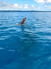 Obraz premium Humpback Whale (Megaptera novaeangliae) in Australia