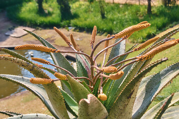The Flat-flowered aloe (Aloe striatula) is a hardy succulent plant native to South Africa. Recognized for its flat-topped clusters of yellow-orange tubular flowers and tough green leaves