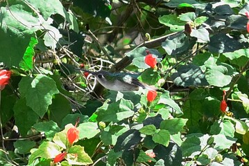 colibríes © Diego Aguilera
