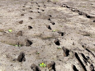 Close-up view of a dry, cracked ground with numerous dark, irregular protrusions and sparse green plants with yellow flowers.