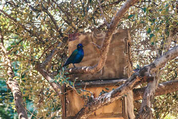 The Purple starling (Lamprotornis purpureus), also known as the violet-backed starling, is a brilliantly colored bird native to tropical Africa.