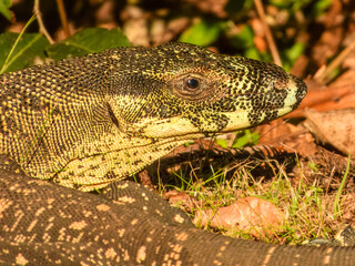 Lace Monitor (Varanus varius) in Australia