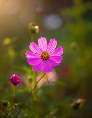Vibrant pink cosmos flower
