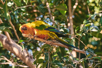 Sun conure perched on a branch, showcasing its vibrant yellow, orange, and green plumage. Native to South America, this playful and social parrot is admired for its striking colors, energetic behavior