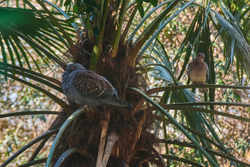 A Laughing Dove and a Rock Dove perched side by side, highlighting the contrast between the delicate, pinkish-brown plumage of the Laughing Dove and the gray-blue tones of the Rock Dove
