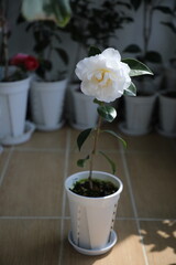 A beautiful camellia grown and photographed by a camellia enthusiast.