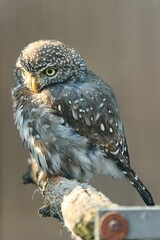 Pearl-spotted owlet perched on a branch, showcasing its small size, distinctive spotted plumage, and alert gaze. This nocturnal African bird is known for its charming appearance in savanna
