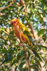 Sun conure perched on a branch, showcasing its vibrant yellow, orange, and green plumage. Native to South America, this playful and social parrot is admired for its striking colors, energetic behavior