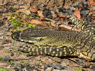 Lace Monitor (Varanus varius) in Australia