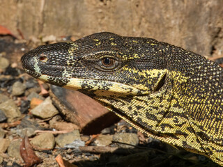 Obraz premium Lace Monitor (Varanus varius) in Australia
