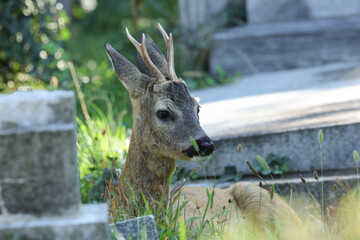 A stag Roe Deer, Capreolus capreolus, lying down on the grass in a cemetery amongst the gravestones.