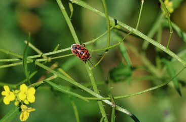 An Ornate Shieldbug, Eurydema ornata, on a plant.