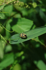 An instar of a Ornate Shieldbug, Eurydema ornata, on a plant.