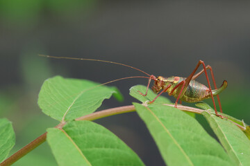 A Saw-tailed Bush-cricket, Barbitistes serricauda, resting on a leaf.