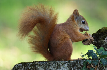 A cute Red Squirrel, Sciurus vulgaris, on a gravestone eating a Walnut.