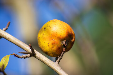 The last apple in the tree