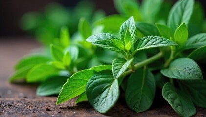 A bountiful harvest of sage, freshly picked and bundled, ready for drying and culinary use The vibrant green leaves showcase the plant's natural beauty and aroma , sage, farming
