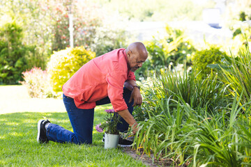 Senior man kneeling and gardening in backyard garden, using trowel and tending potted pink flowers