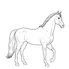 Obraz premium Line drawing of a horse
