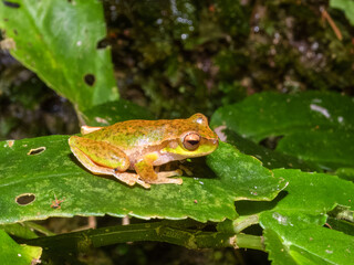 Pearson's Tree Frog (Litoria pearsoniana) in Australia