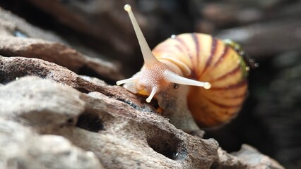 Snails on a tree stump.