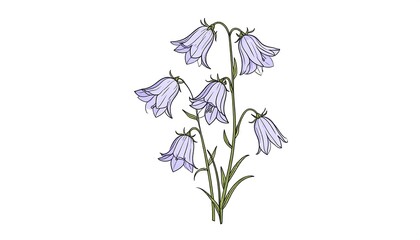 Delicate illustration of purple bell flowers